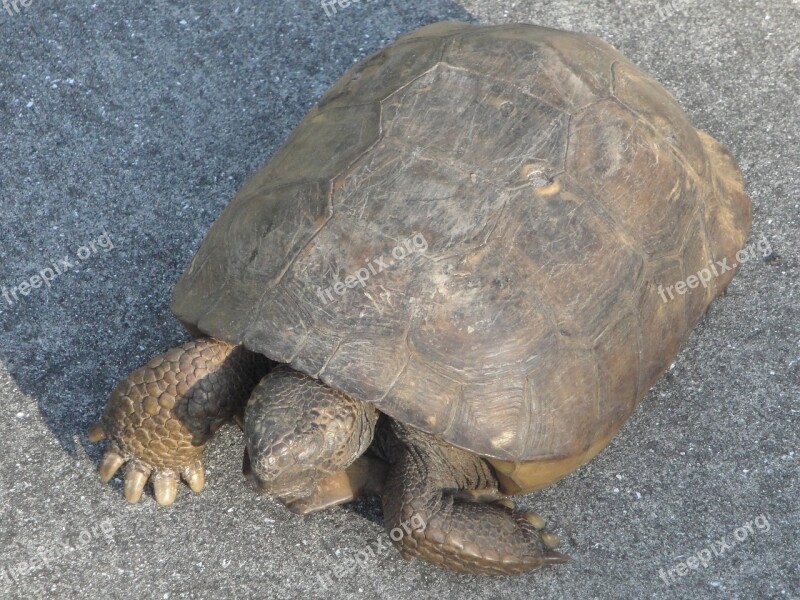 Tortoise Turtle Animal Free Photos