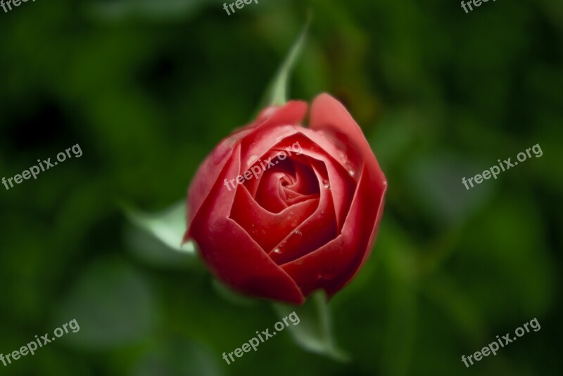 Rose Flower Blossom Bloom Red Rose