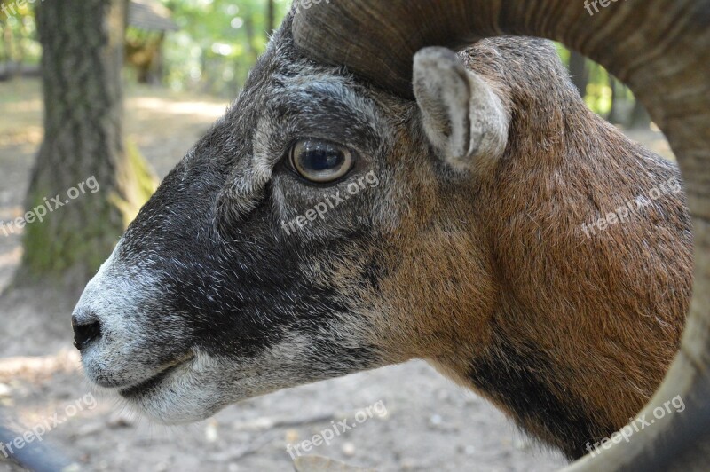 Mouflon Horn Wild Mouflon Male Portrait