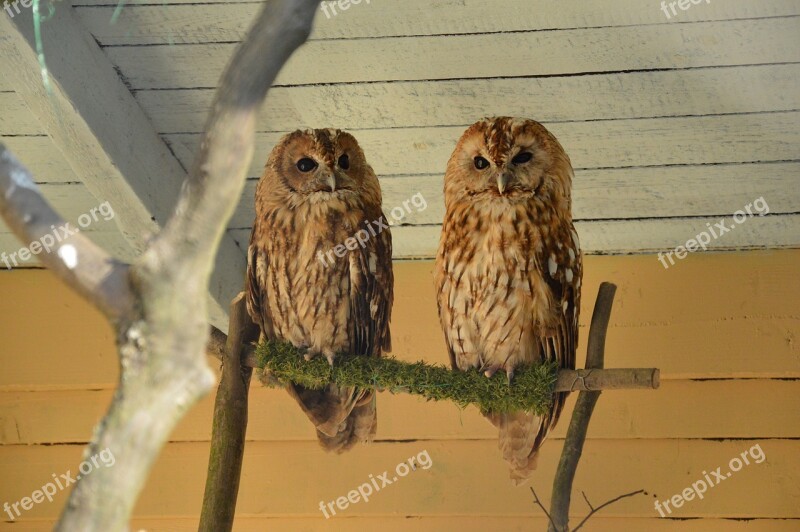 Owl Tawny Owl Owls Zoo Forest Animal