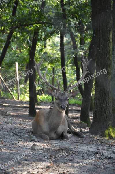 Deer Antler Wild Beast Mammal