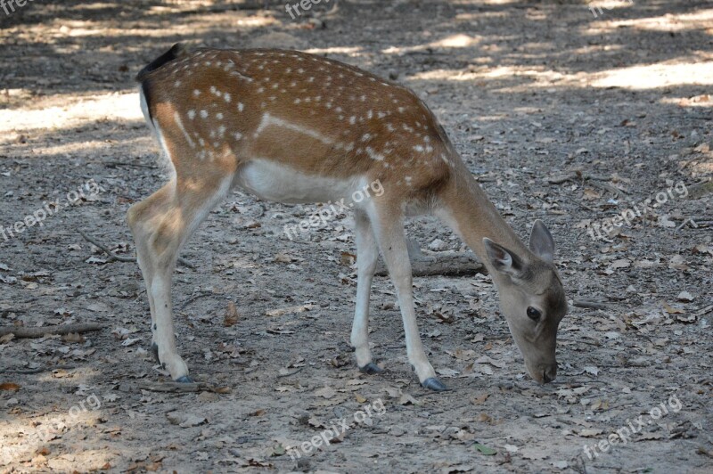 Deer Animals Zoo Beast Nature