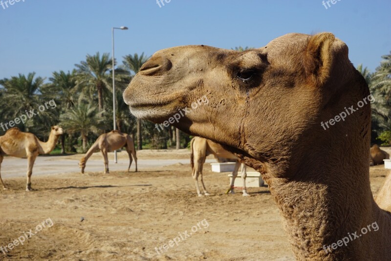 Camel Animal Portrait Bahrain Free Photos