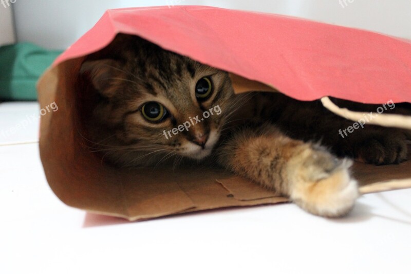 Gata Linda Bag Free Photos