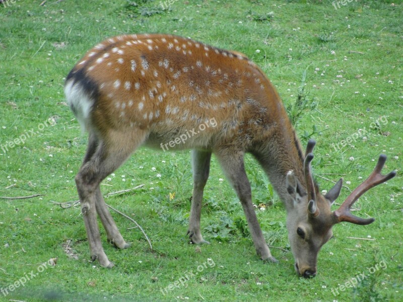 Roe Deer Zoo Animal Hirsch Fallow Deer