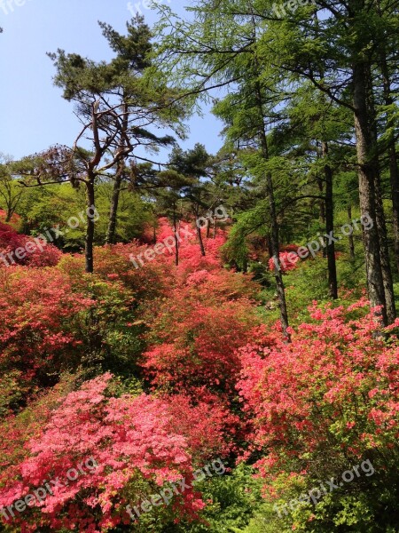 Miyagi Mountain Azalea Free Photos