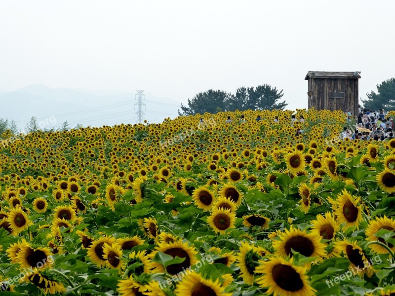 Sunflower Flowers Sunflower Festival Nature Landscape