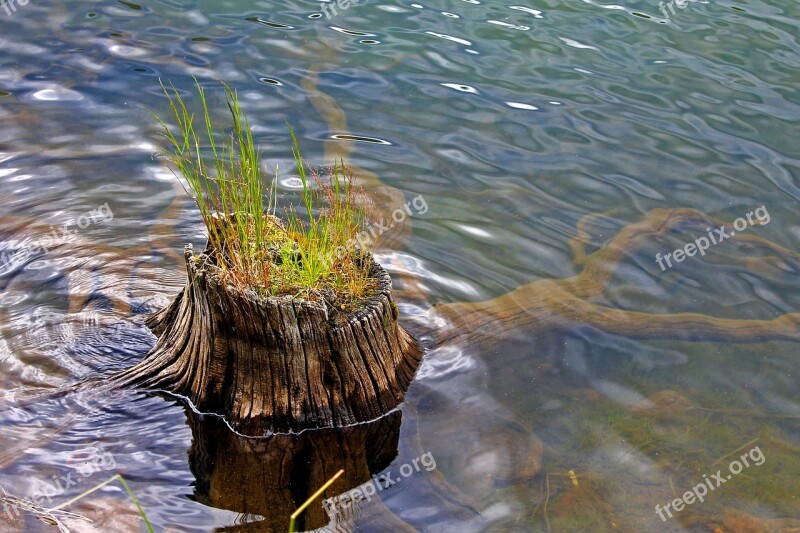 Stump Stump In Water Grass Growing In Stump Grass Water