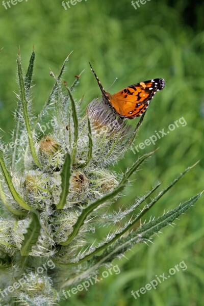 Butterfly Flower Insect Blossom Spring