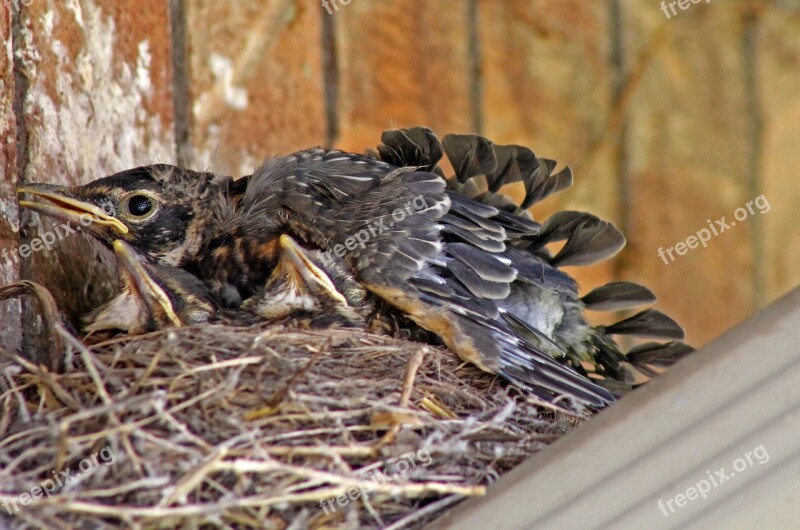 Robin Baby Robins Birds Wildlife Animal