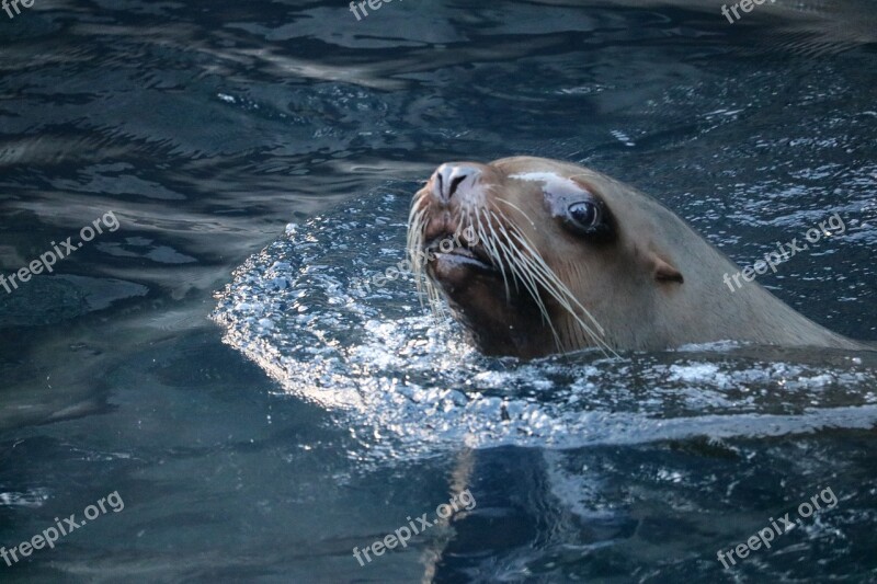 Sea ​​lion Aquarium Water Animal Free Photos