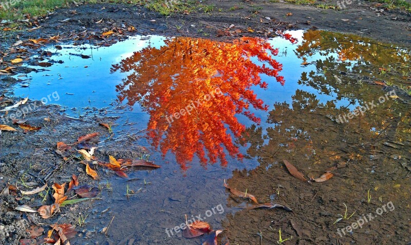 Leaves Autumn Mirroring Golden Autumn Puddle