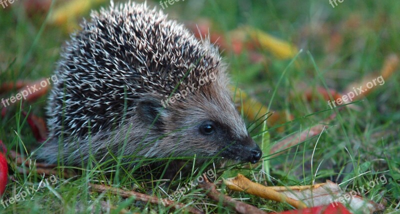 Hedgehog Hannah Autumn Prickly Spur