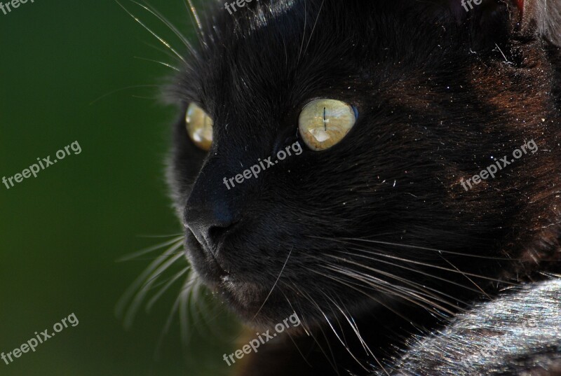 Cat Black Cat Whiskers Cat Face Cat's Eyes