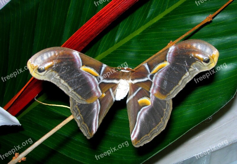 Butterfly Bombyx Nature Free Photos