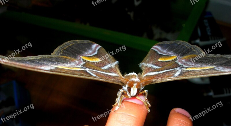 Butterfly Bombyx Nature Free Photos