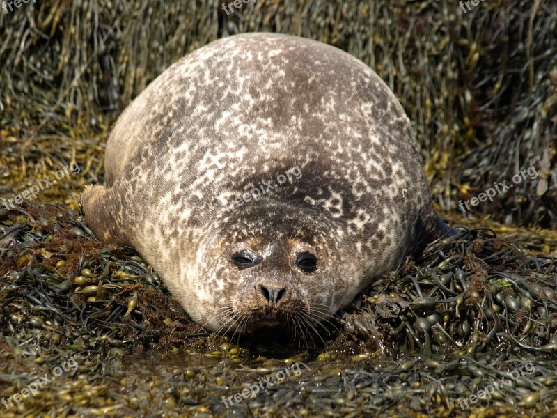 Seal Seaweed Nature Animal Mammal