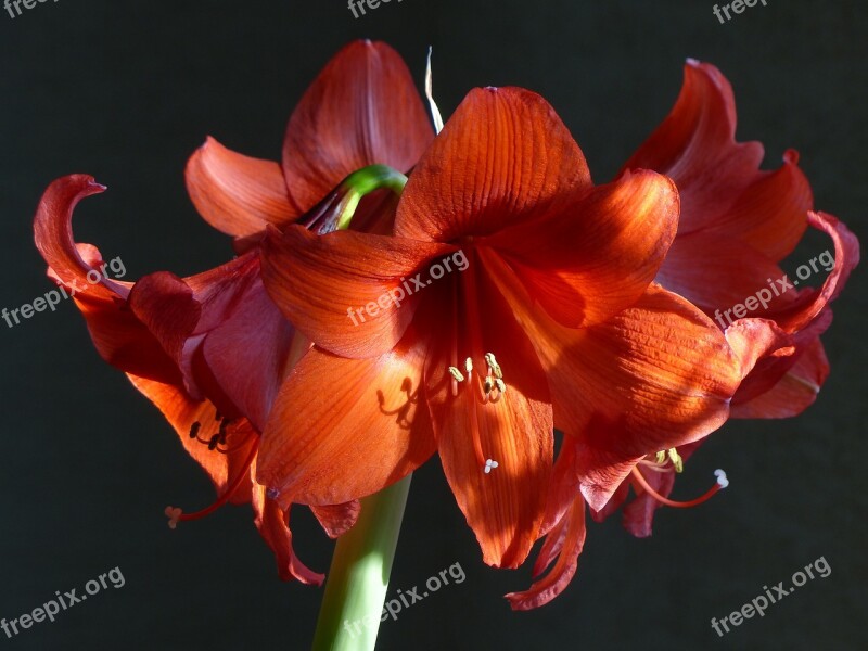 Amaryllis Houseplant Amaryllis Plant Flowers Free Photos