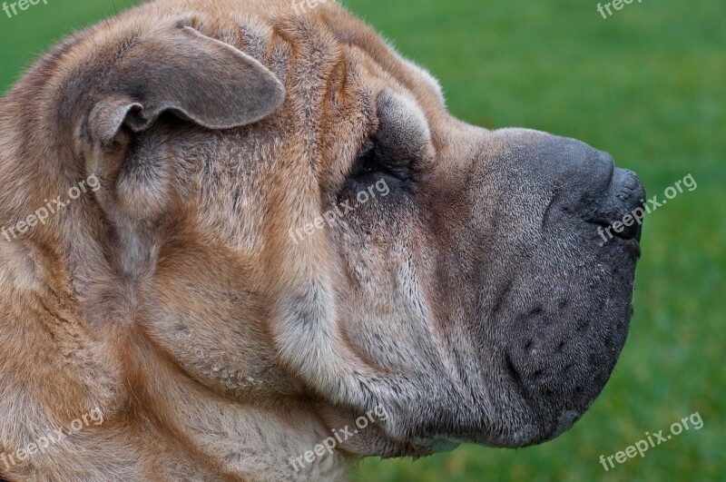 Dog Sharpei Profile Close Up Free Photos