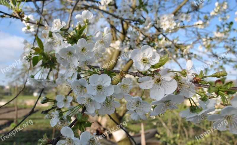 Flowers Apple Tree Spring Apple Flower Flowering Tree