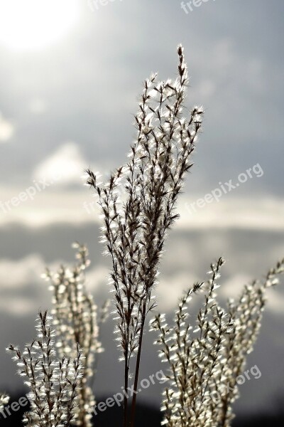 Grasses Backlighting Meadow Nature Mood