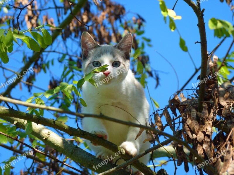 Cat Kitten Petit Feline Animals