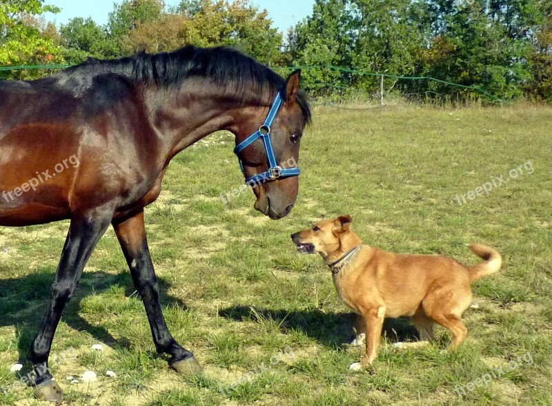 Horse Pure Arab Blood Breeding Horses Equine Nature