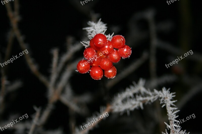 Winter Fruit Fruits Nature Plant