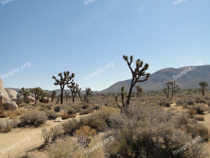 Desert Joshua Tree National Park Usa Sky