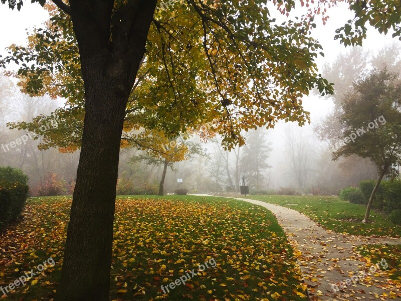 Tree Outdoor Nature Fog Path