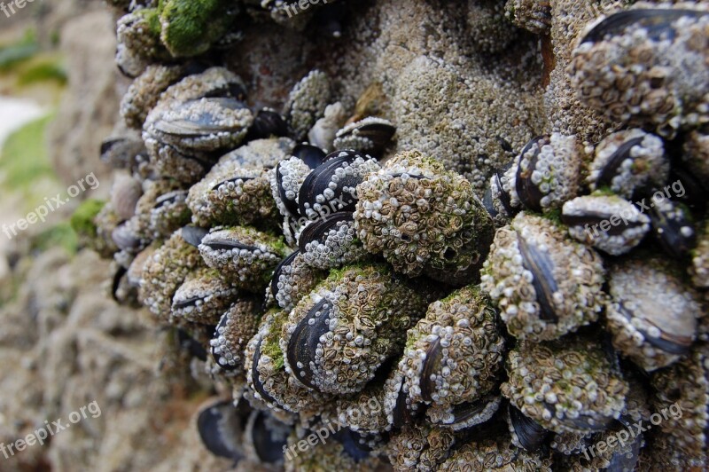 Mussels Ebb Sea Grass France Free Photos