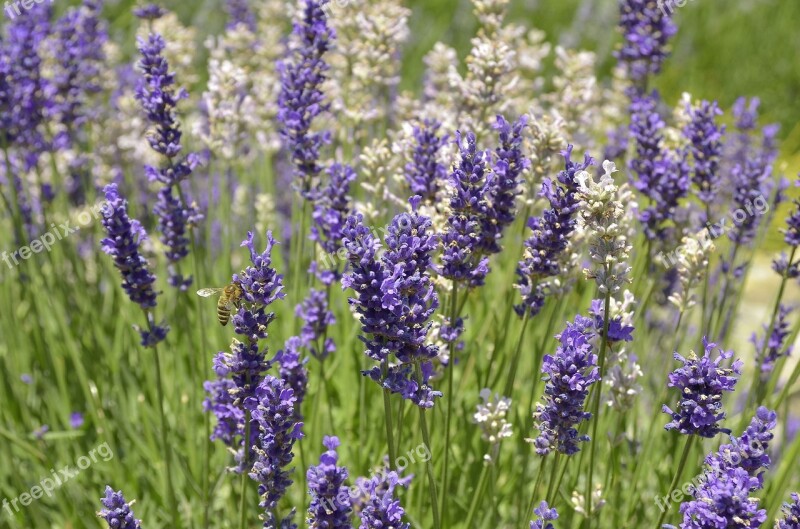 Lavender Flowers Meadow Bee Lavender Flowers