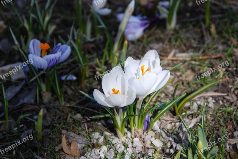 Crocus Lichtspiel Spring Flowers Flora