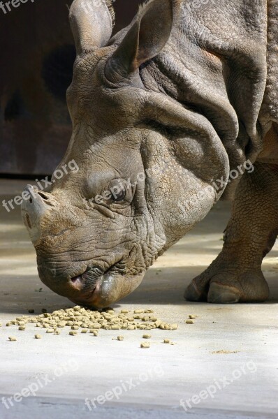 Rhino Animal Zoo Wildlife Rhinoceros