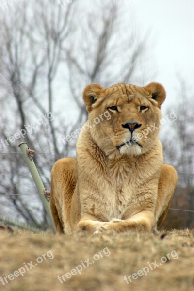 Lion Zoo Wildlife Animal Cat