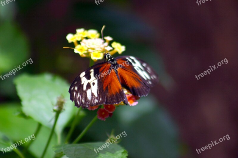 Butterfly Transform Monarch Insect Transformation