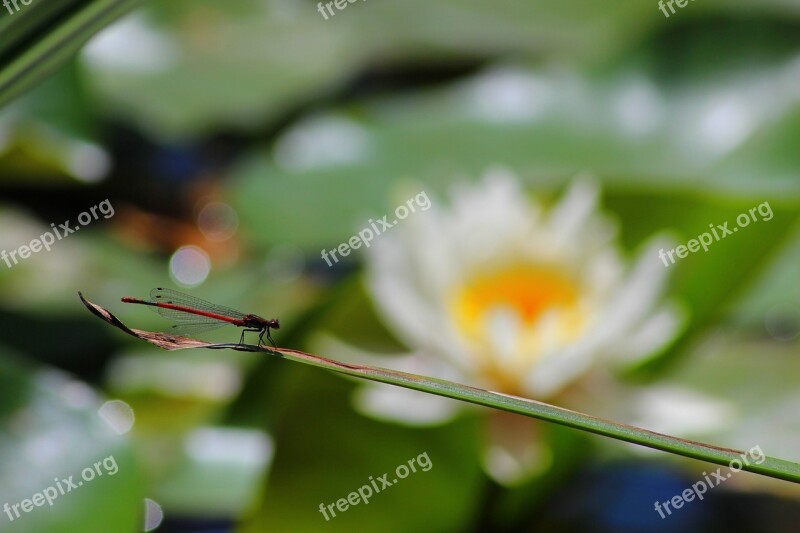 Insect Macro Demoiselle Dragonfly Flowers