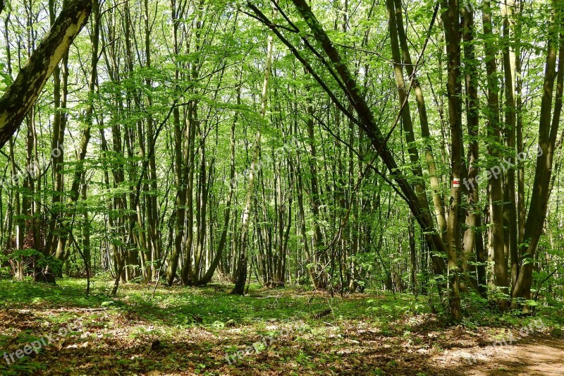 Coppice Polykormon Forest Devin Moravia