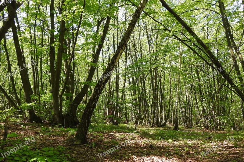 Coppice Polykormon Forest Devin Moravia