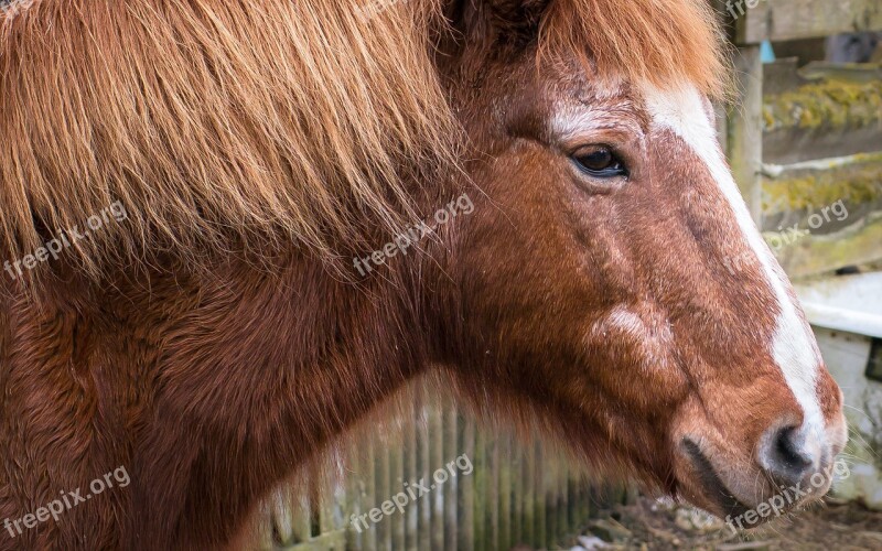 Horse Pony Head Portrait Horse Head