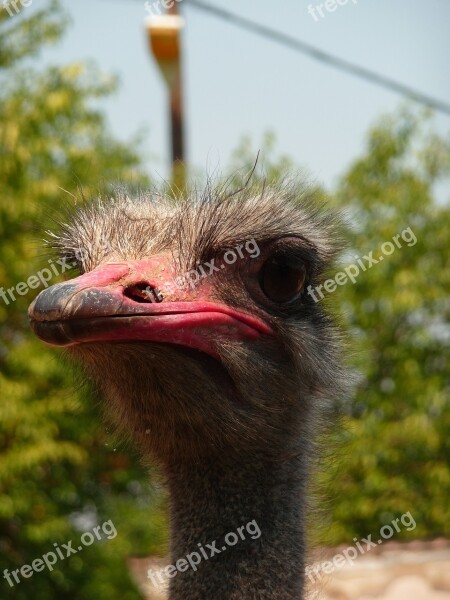 Ostrich Animal Zoo Macedonia Free Photos