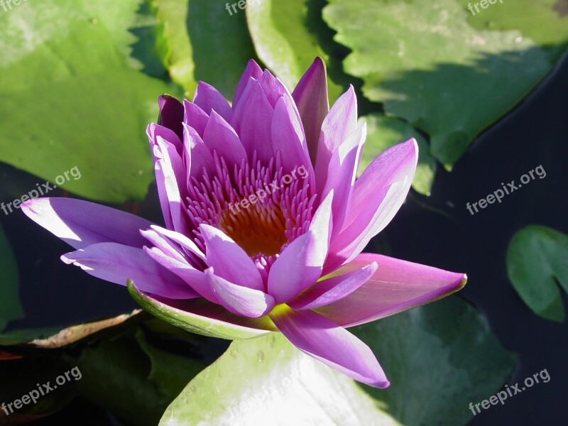 Lotus Rose Summer Beautiful Flower Lily