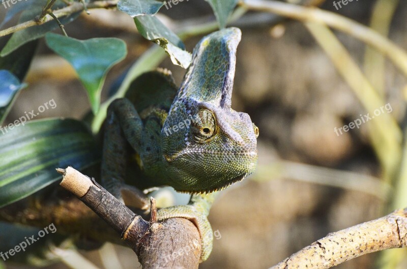 Yemen Chameleon Reptile Exotic Creature Animal