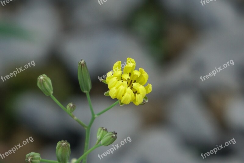 Knife Heel Grass Flower Yellow Herbs Wild Flowers