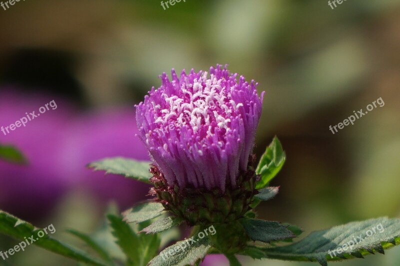 Blue Crown Daisy Park Ju Ground Purple Wild Flowers Free Photos