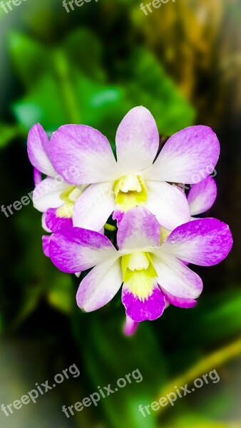 Orchid Bloom Morning Dew Free Photos