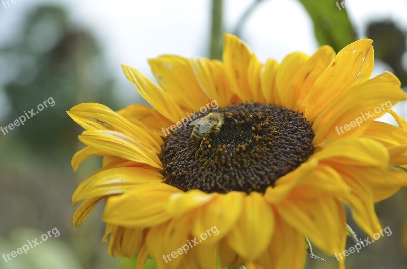 Sunflower Bee Nature Yellow Blossom