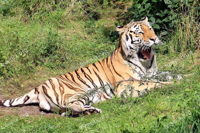 Zoo Lüneburg Heath Animal Forest Tiger