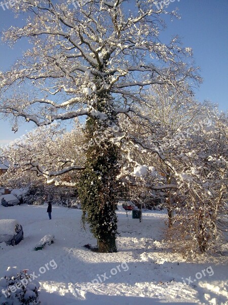 Oak Tree Tree Snowy Scene Winter Snow