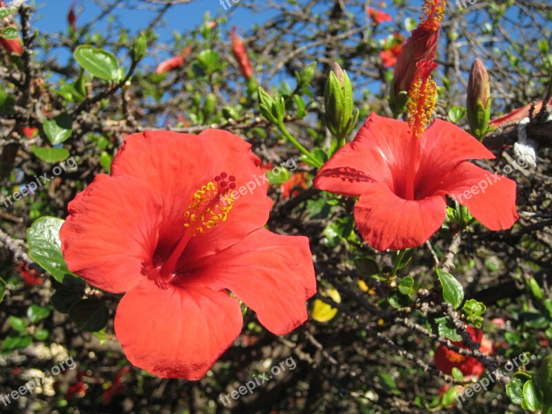 Madeira Mallow Flower Red Hollyhock Flower